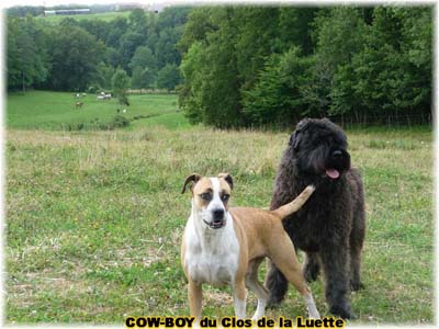 le bouvier des flandres et le cheval - Elevage du CLOS DE LA LUETTE - COPYRIGHT DEPOSE